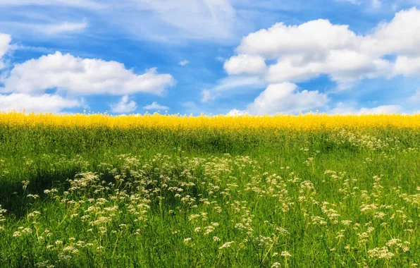 Greens, summer, grass, clouds, flowers, blue, meadow