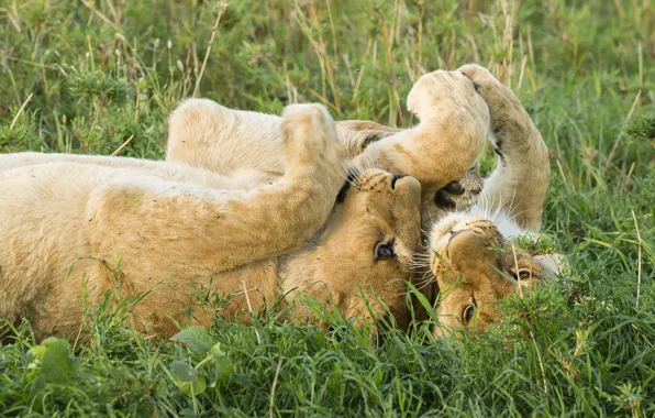 The game, Leo, Savannah, lions, the cubs