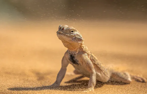 Desert, sand, lizard