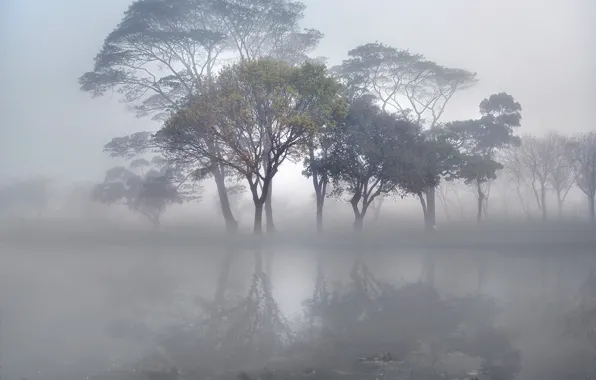 Picture trees, fog, lake, surface, stones