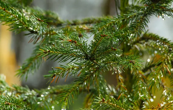 Tree, pine, twig