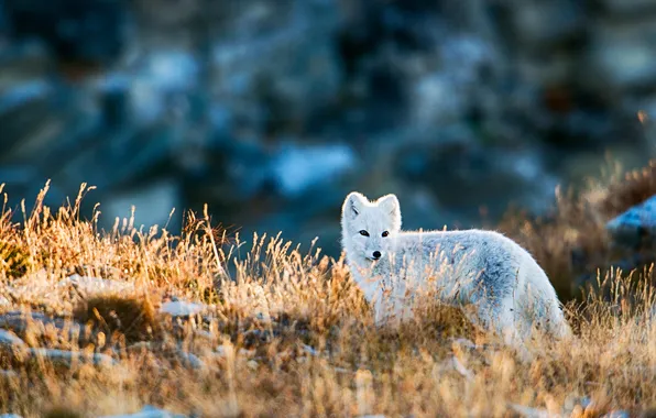 White, grass, look, nature, glade, blue background, Fox, bokeh