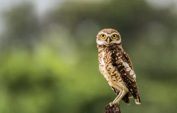 Look, background, bird, bokeh, owl, sychik