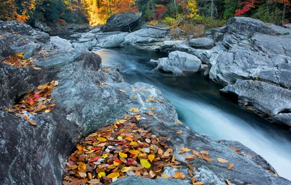 Autumn, forest, leaves, water, trees, nature, river, stones