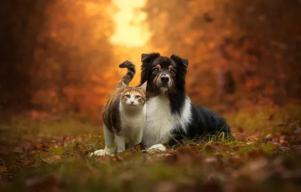 Autumn, cat, dog, friends