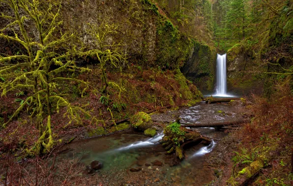 Greens, forest, trees, stream, stones, waterfall, moss, USA