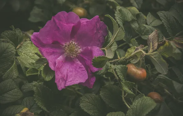 Flower, rose, Matt, briar