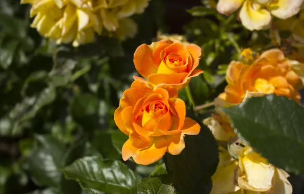 Flower, leaves, flowers, rose, roses, garden, orange, buds