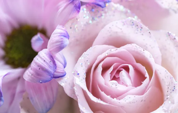 Flower, macro, flowers, lights, pink, Shine, rose, bouquet