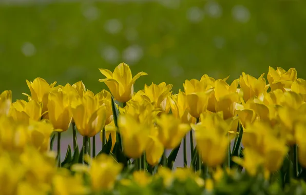 Picture flowers, nature, background, spring, yellow tulips