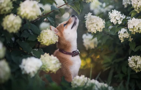 Leaves, flowers, branches, nature, animal, dog, profile, collar