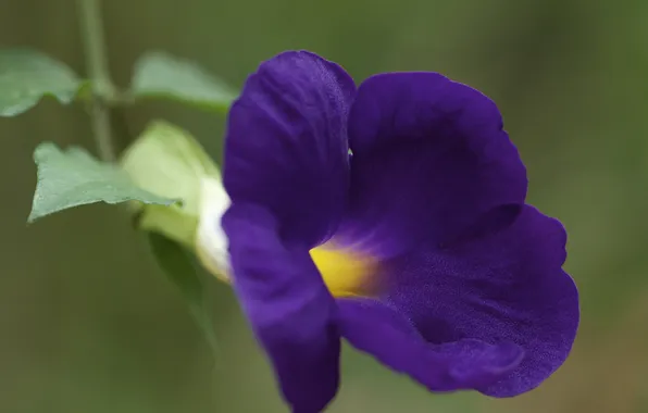 Flower, purple, Petunia