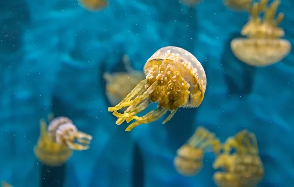 Water, macro, Medusa, underwater world