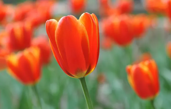 Picture Tulip, spring, petals, stem, meadow