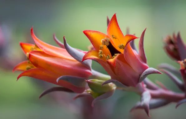 Picture macro, flowers, nature