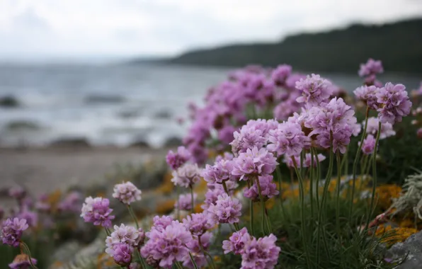 Picture beach, water, overcast, shore, Flowers, purple flowers, purple flowers, purple flowers