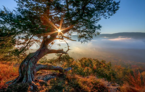 Picture sunrise, morning, the sky, trees