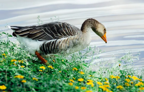 Flowers, shore, pond, goose