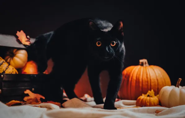 Autumn, cat, cat, look, pose, foliage, pumpkin, pumpkin