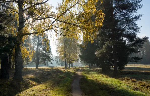 Picture autumn, the sun, morning, Pavlovsk