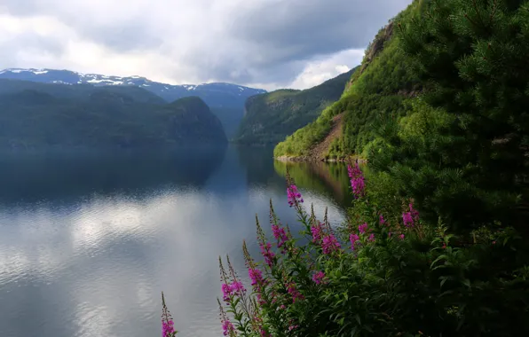 Picture flowers, lake, Scandinavia