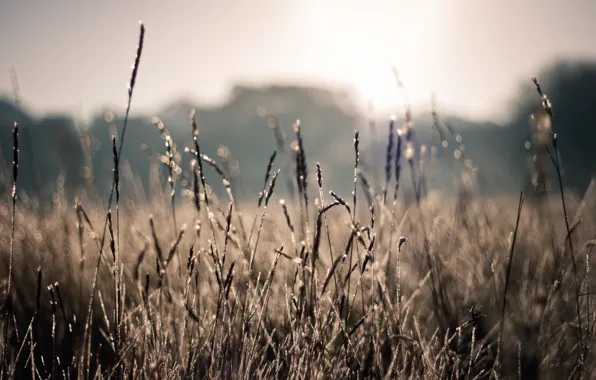 Field, summer, the sun, macro, rays, nature, photo, plants