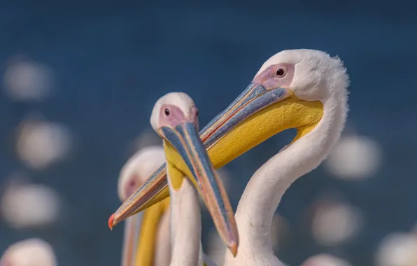 Look, birds, portrait, beak, blue background, bokeh, pelicans, Pelican