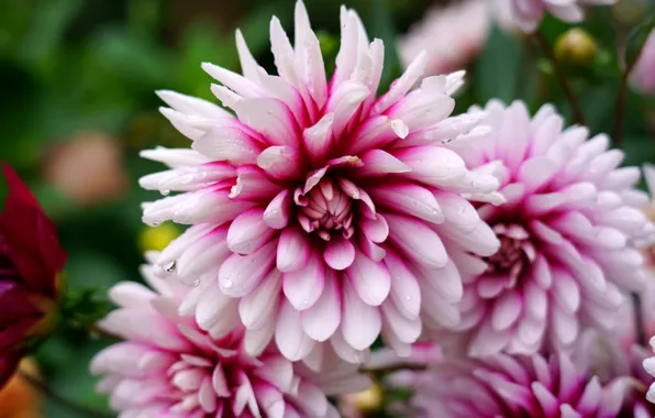 Flower, leaves, drops, macro, background, petals, garden, Dahlia
