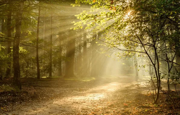 Autumn, forest, rays, light, trees, trail, Netherlands, Netherlands