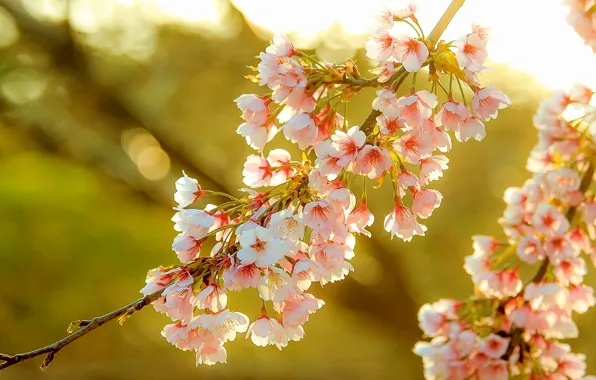 Flowers, beauty, branch, spring, Sakura