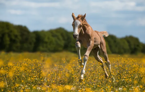 Summer, nature, foal