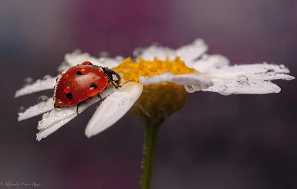 Picture drops, macro, bug, ladybug, Daisy, insect