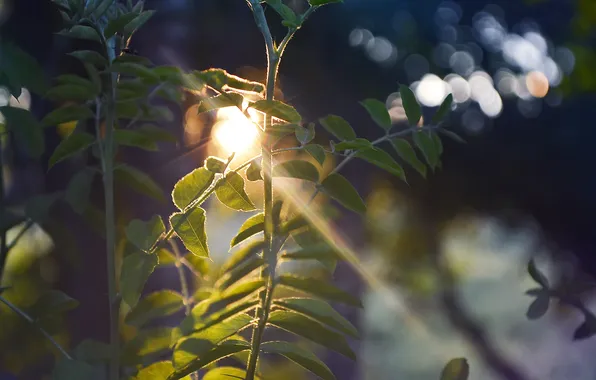 Picture leaves, the sun, plant, the sun's rays