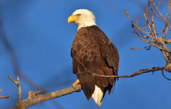 Picture the sky, branches, bird, blue background, predatory, bald eagle