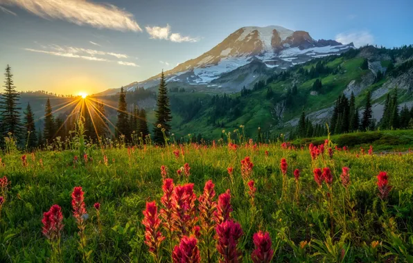 Greens, field, forest, the sky, the sun, rays, flowers, mountains