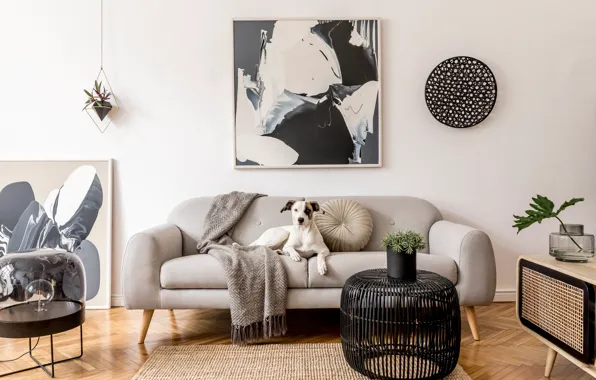 Dog, Sofa, Carpet, Table, Apartment, Poster, Furniture, Interior