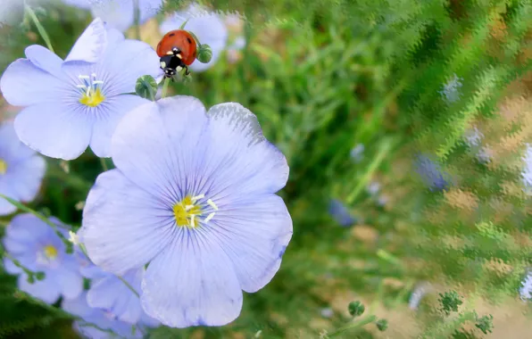 Summer, flowers, ladybug, len, author's photo by Elena Anikina