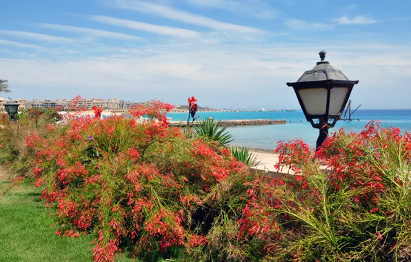 Sea, the sky, flowers, Egypt
