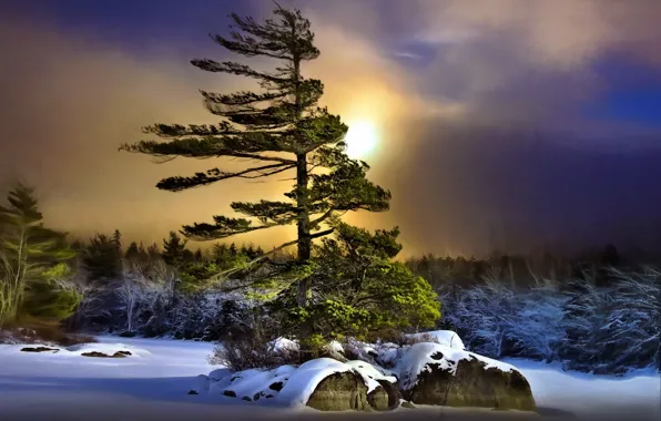 Picture winter, night, tree