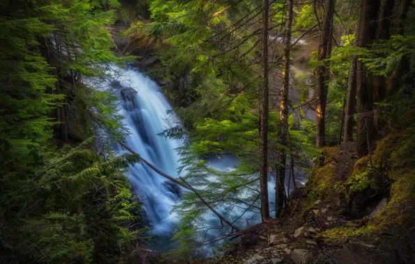 Forest, trees, waterfall, Oregon