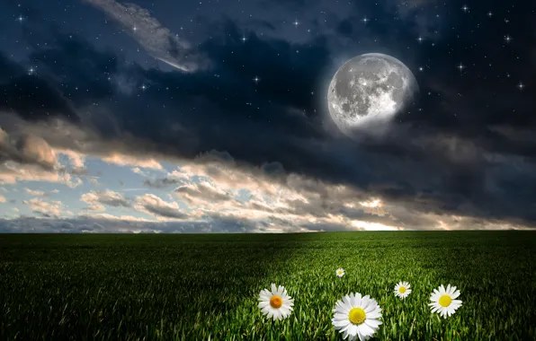 Greens, field, the sky, grass, clouds, flowers, night, the moon