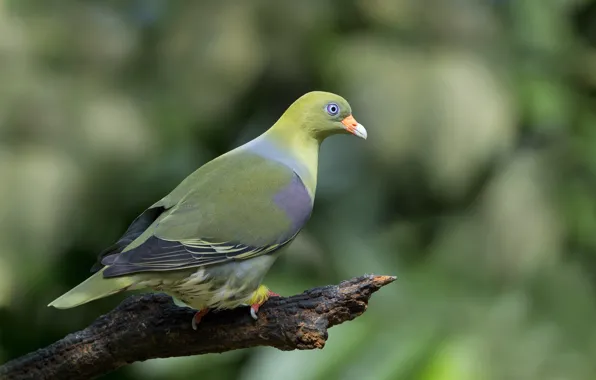 Picture eyes, branches, bird, pigeons, wildlife