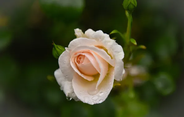 Drops, background, rose, petals, buds