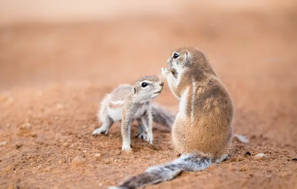Nature, background, Southern African ground squirrels