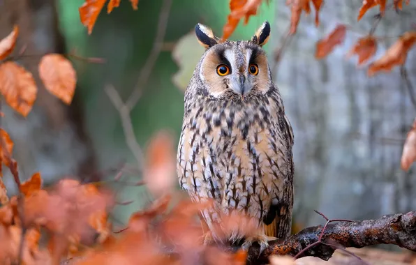 Autumn, branches, tree, owl, bird, foliage, bokeh, owl