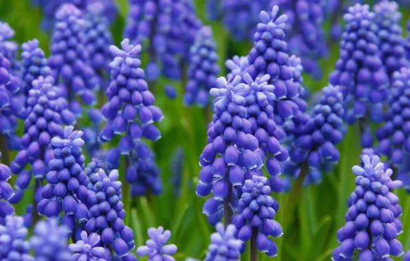 Macro, flowers, glade, spring, flowerbed, a lot, inflorescence, lilac