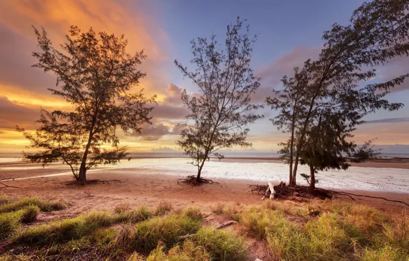The sky, trees, sunset