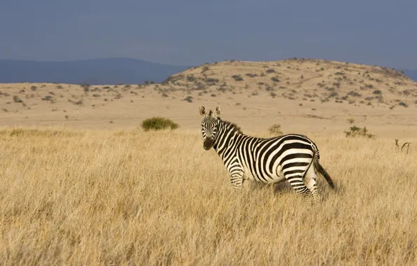 Picture the steppe, valley, Zebra