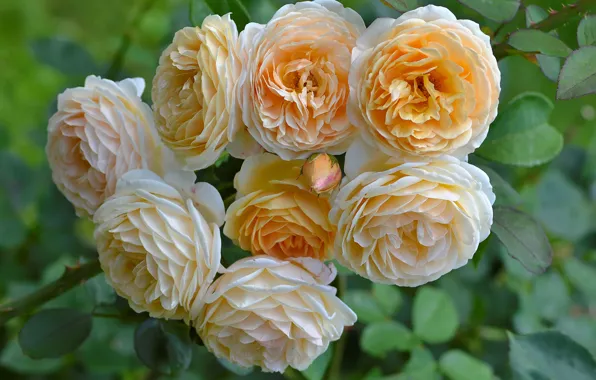 Roses, buds, yellow roses