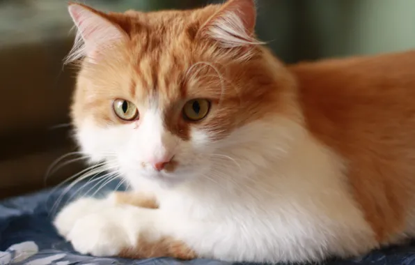 Animals, nature, cats